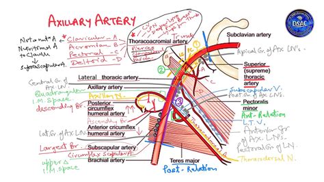 Axillary Artery Course Relations Branches Thoracoacromial Artery