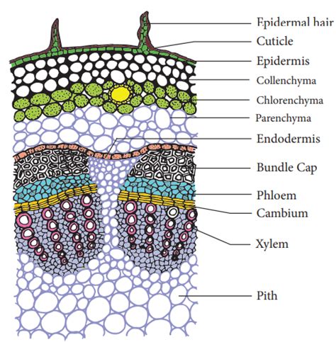 Explain Internal Structure Of Dicot Stem In Detail With A Neat Labelled