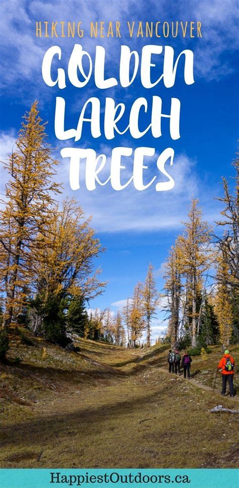 Frosty Mountain Larches Fall Hiking Guide Happiest Outdoors Hiking