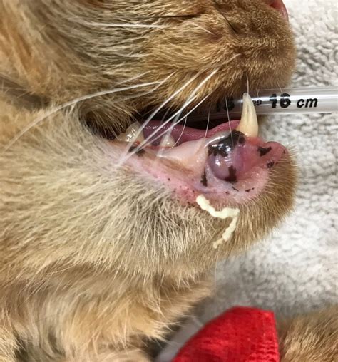 Typically, the hair follicles on the chin produce too much oil, causing miller said that human acne medicines should also be avoided, as they can be very harmful to animals. Feline Acne - Dr. Nelson's Veterinary Blog