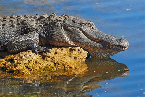 American Alligator Alligator Mississippiensis Big Cypre Flickr