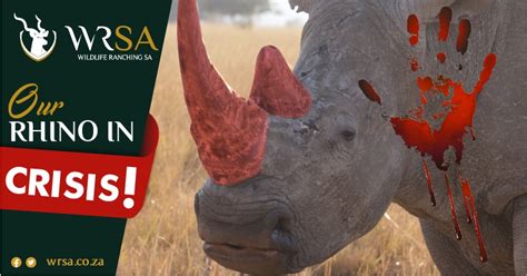259 Rhino Poached In South Africa In First Six Months Of 2022 Wrsa