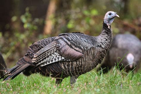 How To Deal With Problem Wild Turkey In Vermont