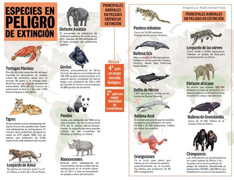 Especies En Peligro De Extinción