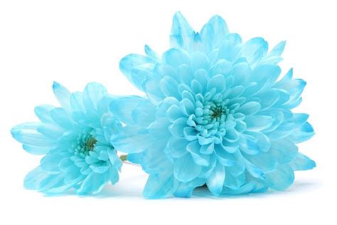 Blue Chrysanthemum Flower High Quality Nature Stock Photos ~ Creative