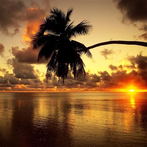 Palm Tree At Sunset Beautiful Sunrise Sunrise Beach Beautiful Beaches