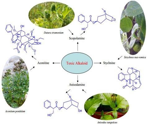 Toxins Free Full Text Important Poisonous Plants In Tibetan