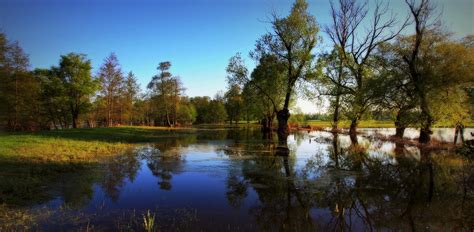 Wallpaper Trees Landscape Lake Water Reflection Grass Sky