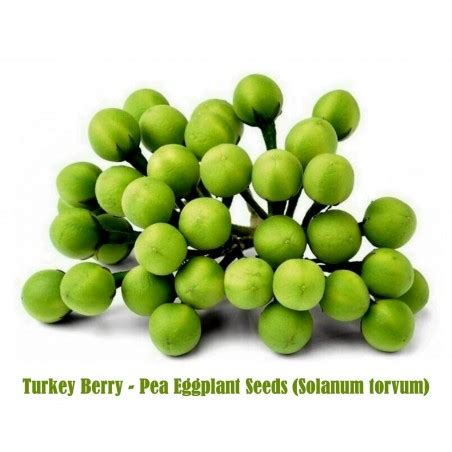 Turkey Berry Pea Eggplant Seeds Solanum Torvum Price