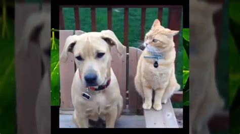 🤣 Funniest 😻cats And 🐶 Dogs Try Not To Laugh Best Of The Funny