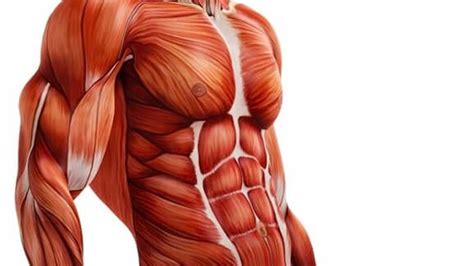 A Classificação Dos Músculos Do Corpo Humano Blog Do Portal Educação