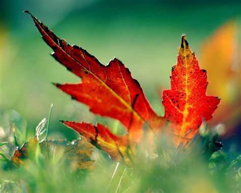 Tapeta na plochu zdarma rozlišení x Krásně zbarvený javorový list na podzim bir cz