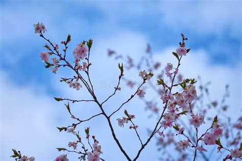 Branch Of Pink Cherry Blossoms Against A Blue Cloudy Sky Stock Image