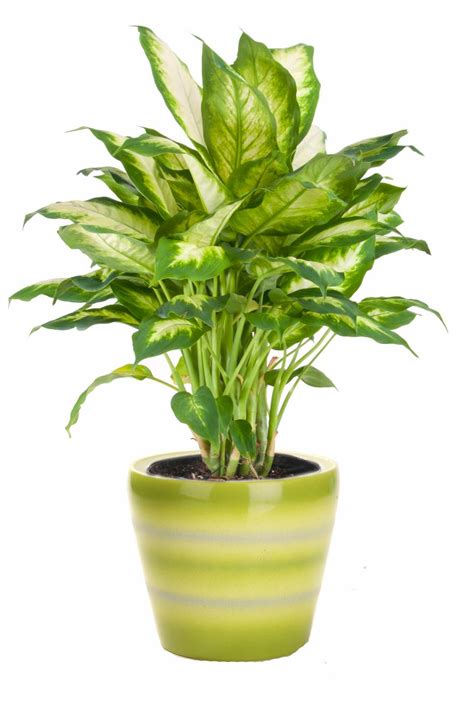 Send indoor & potted plants today. Indoor Plants Low Light | HGTV