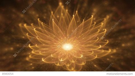 Radiant Orange Lotus Water Lily Enlightenment Or Meditation And