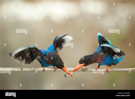 Birds That Fish High Resolution Stock Photography And Images Alamy