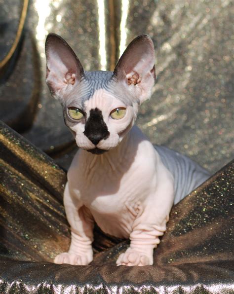 the bambino is a breed of cat that was created as a cross between the sphynx and the munchkin