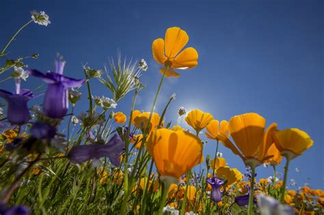California Wildflowers Heavy Rains Create Best Display In Years