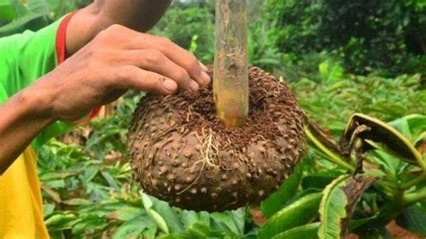 Rekam jejak perang dunia ii di 7 wilayah indonesia. Tanaman Porang Di Jambi : Porang merupakan tanaman penghasil umbi.