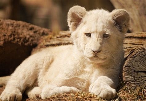 White Lion Cubs Masopsplash