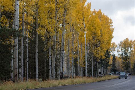 Hours may change under current circumstances Arizona Snowbowl in Fall - Top Places to See in Arizona