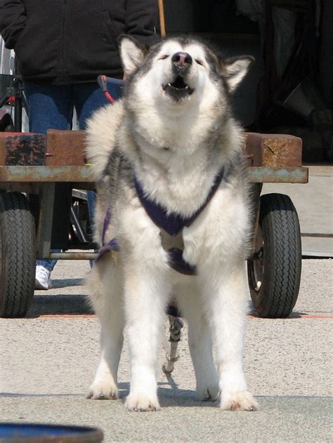 Accurate content you can trust, spreading knowledge on the animal kingdom, and giving back. Giant Alaskan Malamute Weight