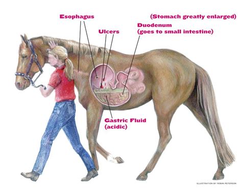 Ulcers In Horses Horses