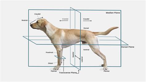 Canine Anatomy Glossary Of Terms Canine Conditioning Coach
