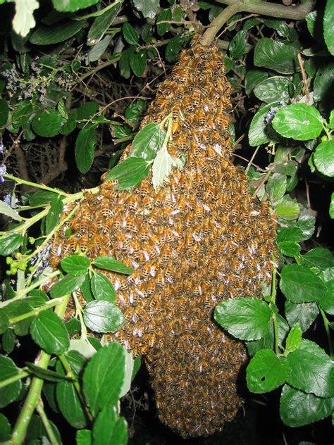 swarm  european honey bees   docile