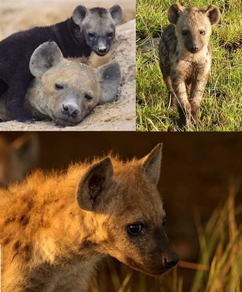 Hyena Facts Animal Facts Encyclopedia