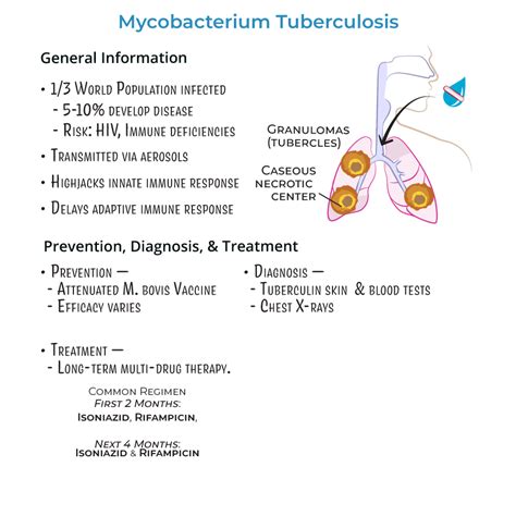 Tuberculosis Pathogenesis
