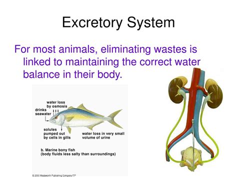 Ppt Introduction To Animals Powerpoint Presentation Free Download