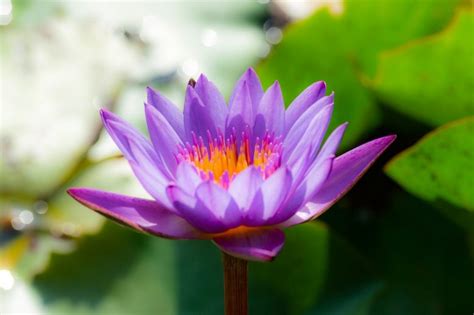 Piante che sopravvivono ai parassiti perché hanno come gene un batterio. Piante asiatiche: i fiori più belli diffusi nel mondo