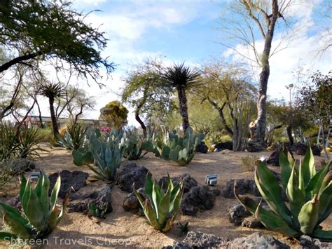 It's a grafted cactus, which, according to debra lee baldwin, author of succulents simplified, means a plant that has been attached to a host plant. Ethel M & Free Las Vegas - Shereen Travels Cheap