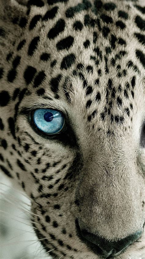 Snow Leopard Blue Eye Best Htc One Wallpapers