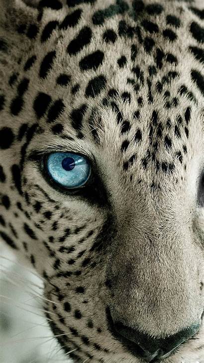 Leopard Snow Eye Wallpapers Htc
