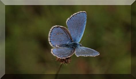 Squadra nazionale di ginnastica ritmica #lefarfalleazzurre. farfalle azzurre (Lycaenidae) , Natura Mediterraneo ...