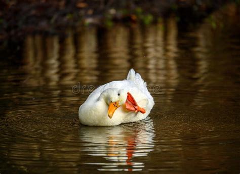 A White Duck Swimming On The Water And Scratching Its Head With Its