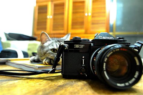 Cats With Camera Paradoxoff