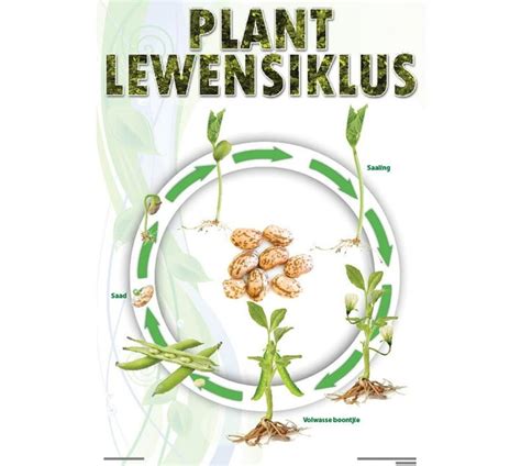 Plant Lewensiklus Boontjie Wallchart Makro