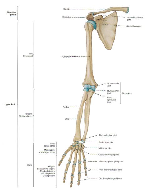 Anterior view with primary bones names. Arm bones | Arm anatomy, Arm bones, Human anatomy