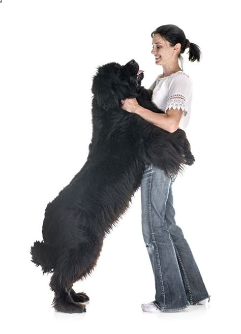 Newfoundland Dog Size Comparison Kates K9 Pet Care