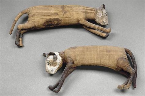 Egyptian Animal Mummies Egyptian Cats Egyptian History Ancient Egypt