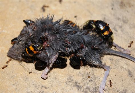 Stink bugs and pets (cats & dogs). Burying Beetles eat mouse - What's That Bug?