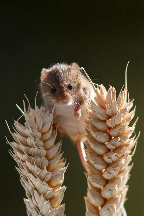British Wildlife Centre 07 Acrobatic Harvest Mouse Flickr