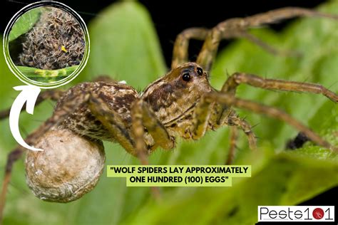 How Many Babies Does A Wolf Spider Have