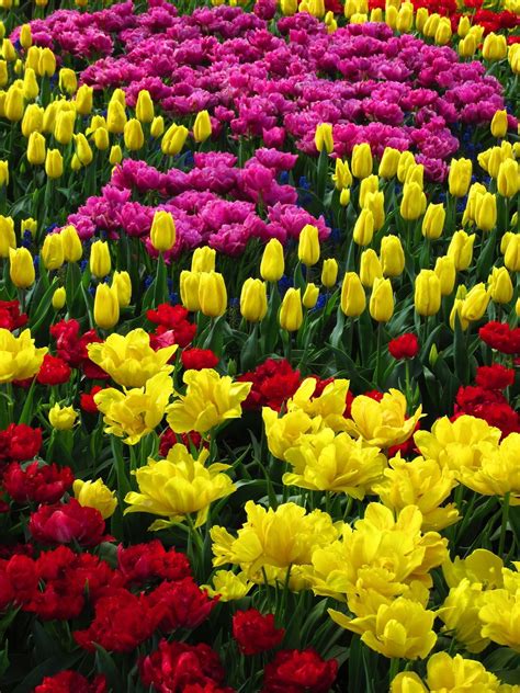 Justemoinue2 Arrayed Jardines Flores Bonitas Lirios Beautiful Flowers