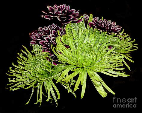 Lovely bouquet of pink orchids, chrysanthemums and hortensias. Green and Varigated Dark Purple Mums Photograph by Merton ...