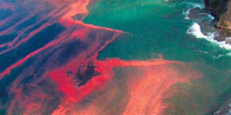 Red Tide Endangers Marine Life In Persian Gulf Ocean Sentry