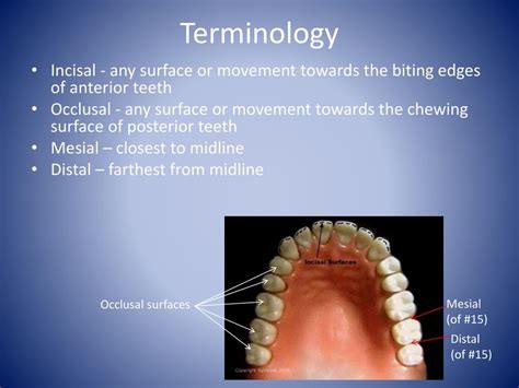 Ppt Dental Terminology Powerpoint Presentation Free Download Id